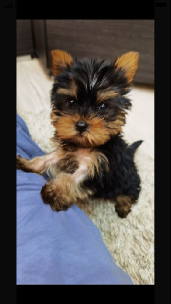 Yorkshire Terrier mini tit