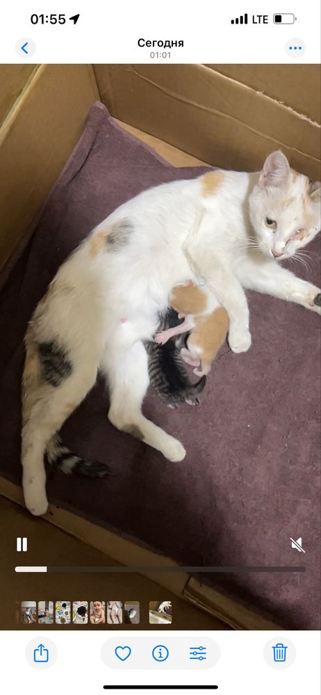 Кошка отдам даром
