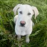Подарявам 4-месечно кученце. Giving away 4 puppies (4 months old)