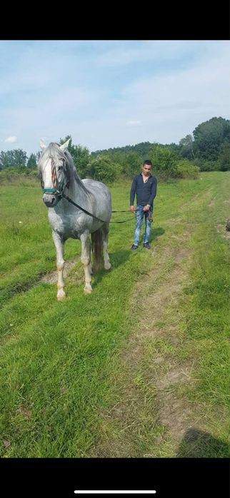 Vand armasar de 12 ani se acepta ori ce fel de proba