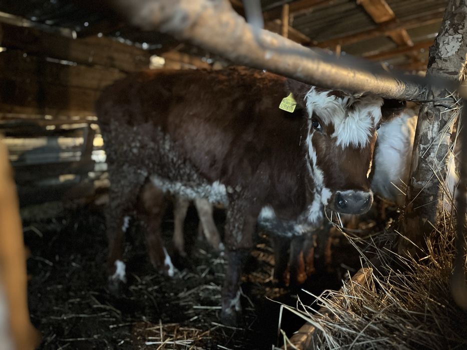 Продается 5 голов КРС