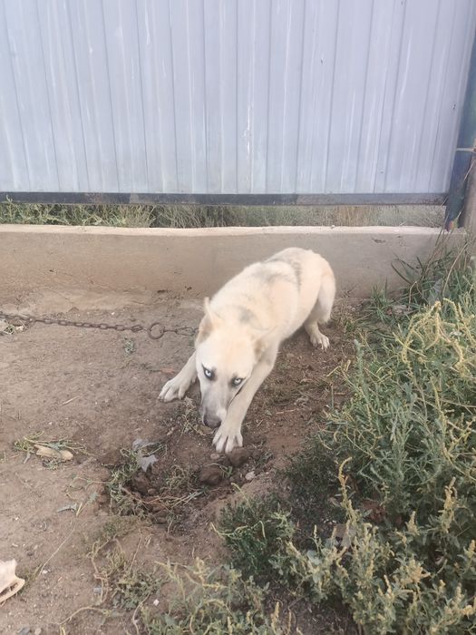 Сабакка пол хаски