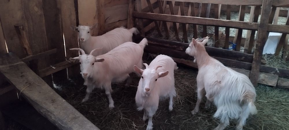 Iede carpatine de vanzare