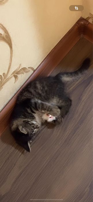 muwukcha qiz bola 2 oylik hadiyaga