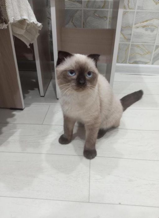 Отдам кота 7 месячного бесплатно