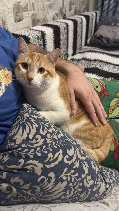 Отдам котика в добрые руки