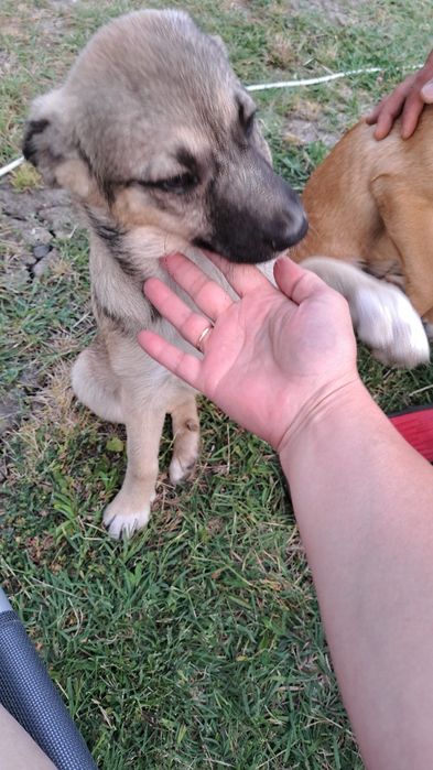 Adoptie responsabila