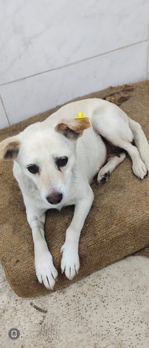 Самая сладкая девочка Найда  стерилизованная