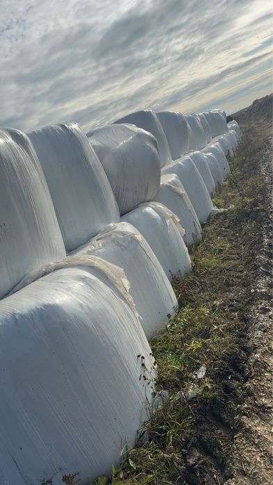 Baloți înfoliați de lucernă și siloz