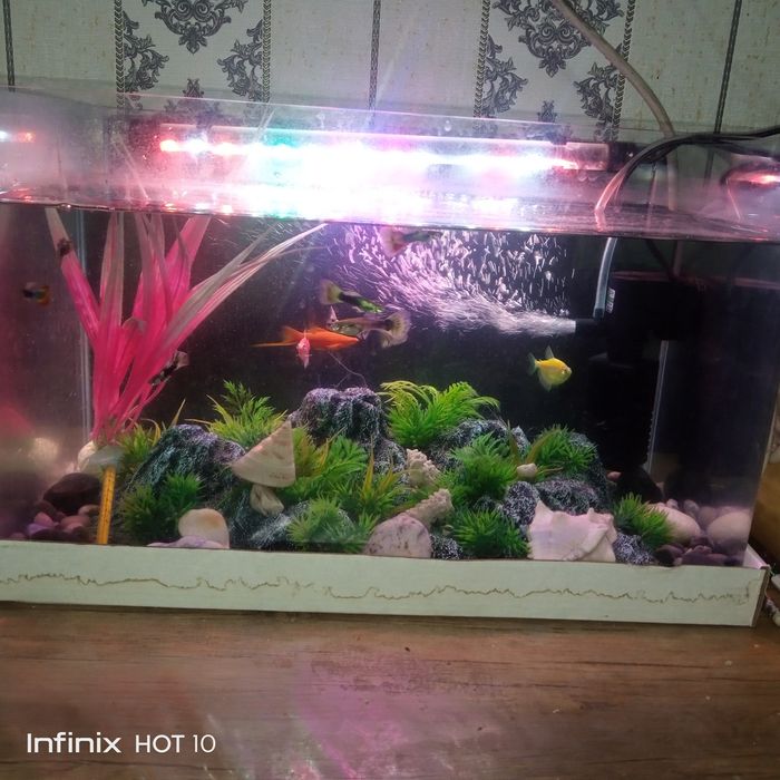 Akvariyum sotiladi 20 litrli yengi hitoyiki hamma narsasi bilan