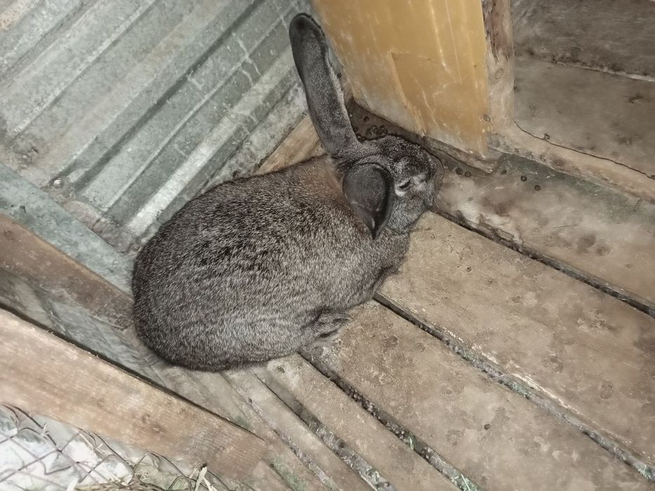 Зайка и зайки продажа