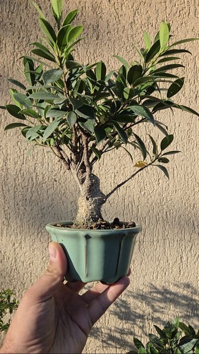 Bonsai Ficus Retusa