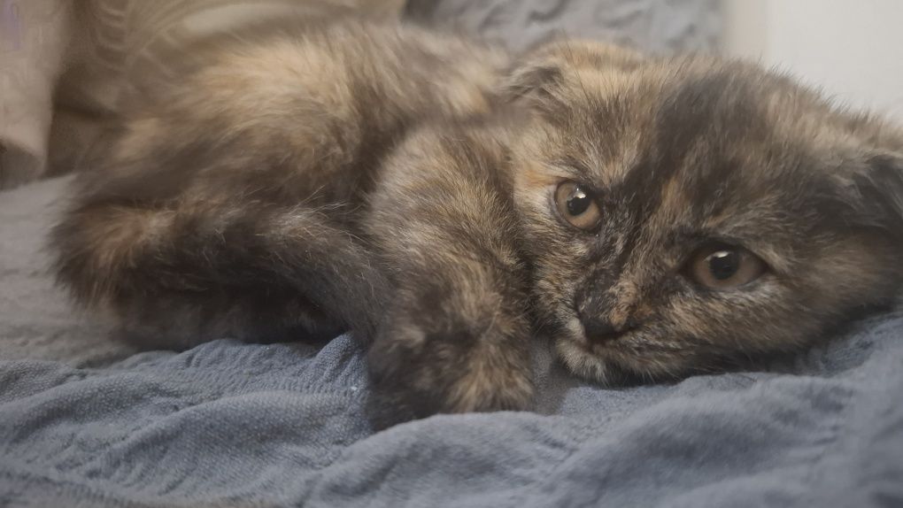 Котёнок 3 месяца девочка