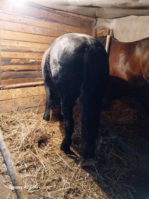 2 iepe de vînzare Roșia gestanta 8 luni are 4ani și neagra are 5 ani