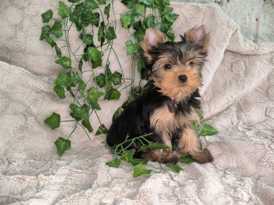 Vand baietel Yorkshire terrier mini