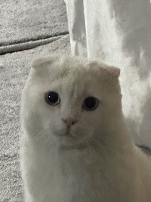 Пропал кот. Вознаграждение гарантируется.