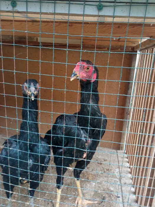 Daken xoroz tovigi bilan