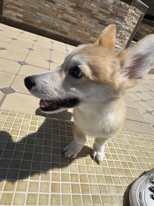 Продаю собаку породы корги