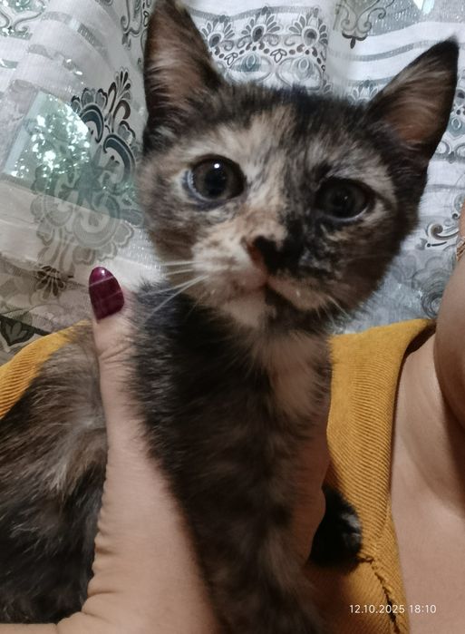 Котята в хорошие руки