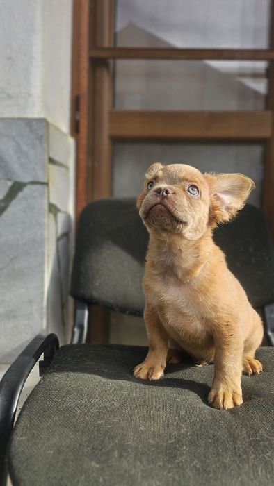 Солид Изабела Флъфи Френски Булдог