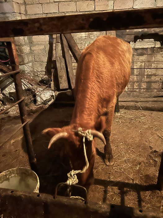 Семіз жас сиыр бар баспақтар бар