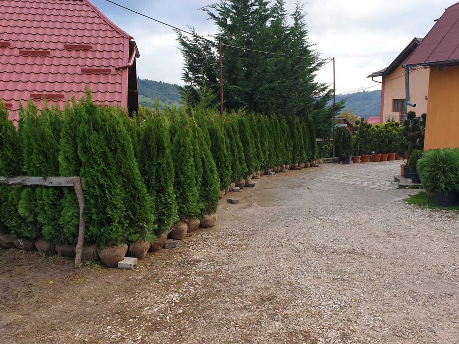 Tuia Smaragd | Calitative  | Garanție 100%