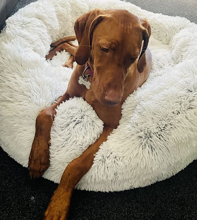 Легло за домашни любимци, за кучета и котки 76х76 см, Best Friends by