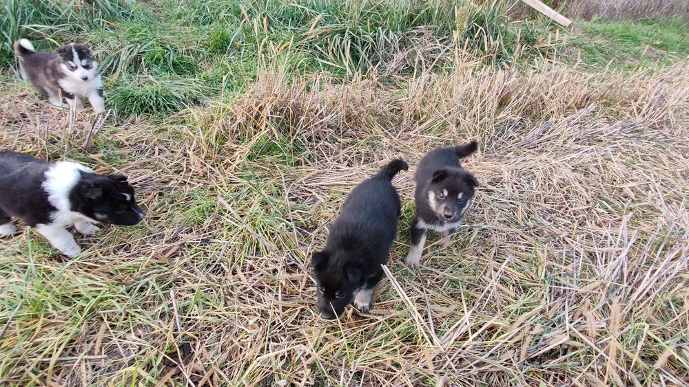 Donez cățeluși maidanezi