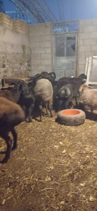 Кучкорлар сотилади зомин, киргиз, эдилбай, арашан