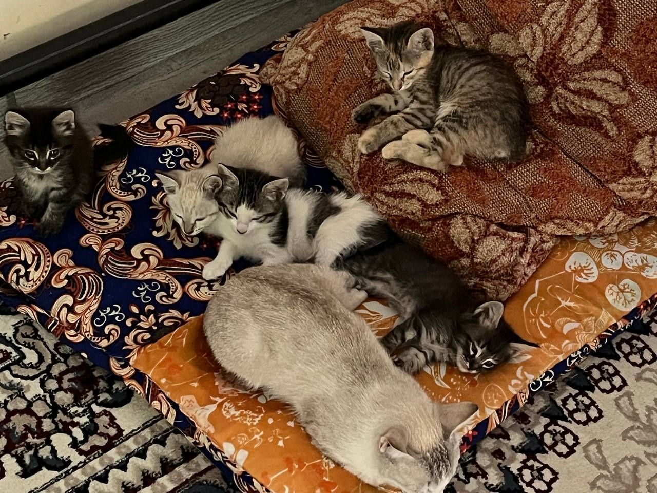 Отдадим котят в добрые руки