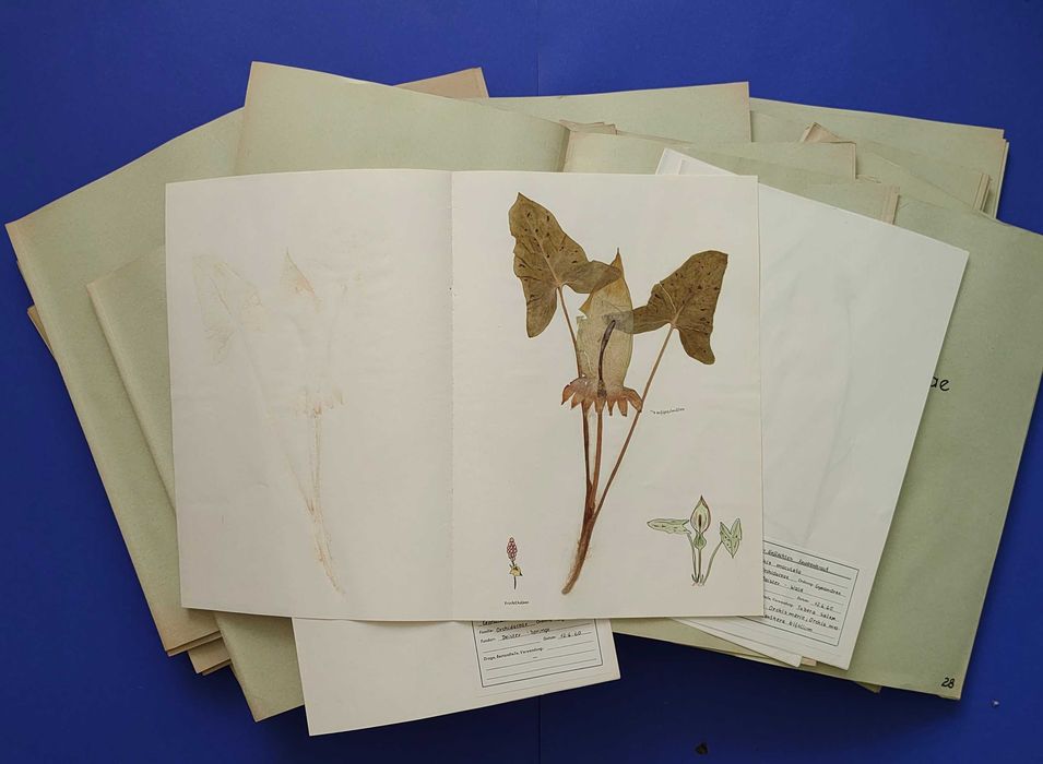 Herbarium Anii` 50 -60