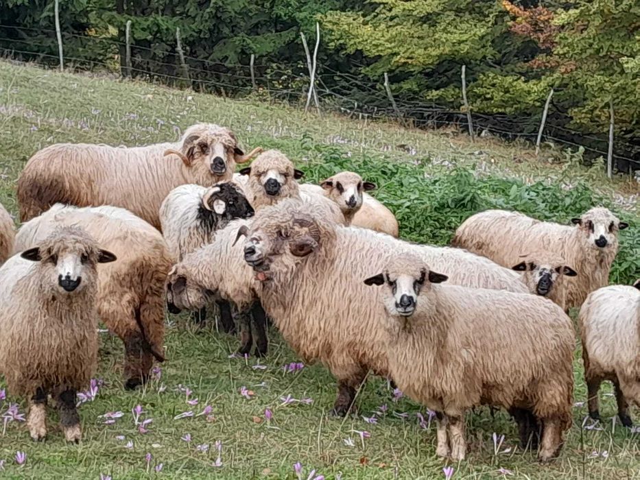 De vânzare berbec rasă țurcană frumos foc