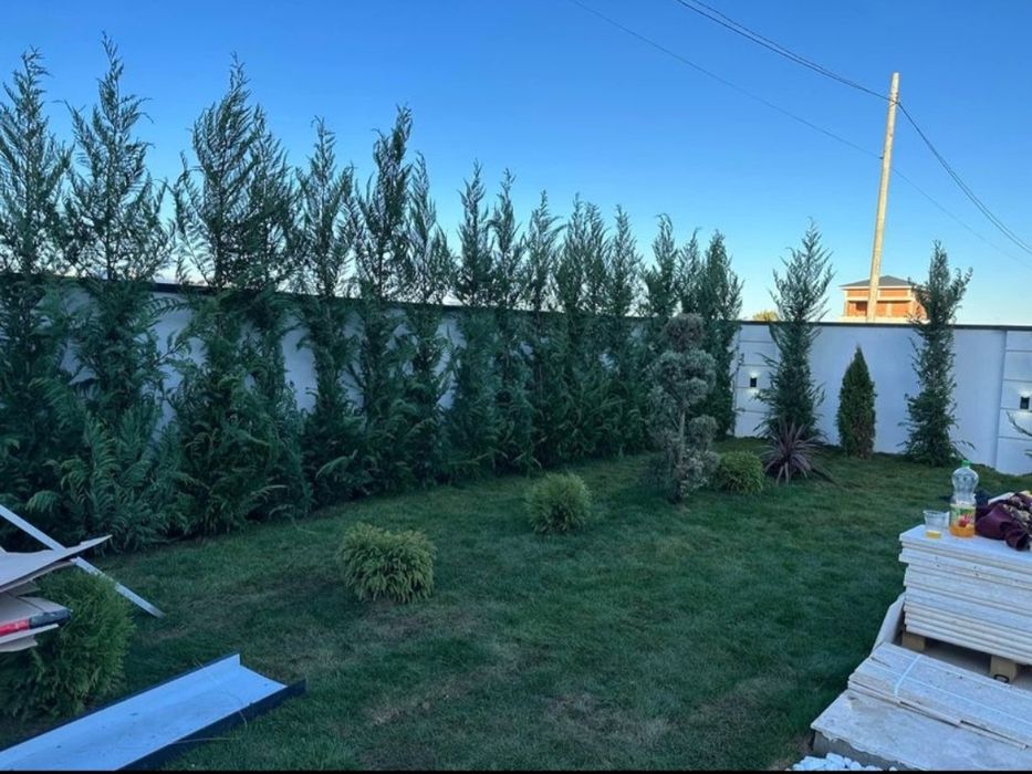 Plante ornamentale și gazon rulou sport, leylandii 2m - 4m gard viu