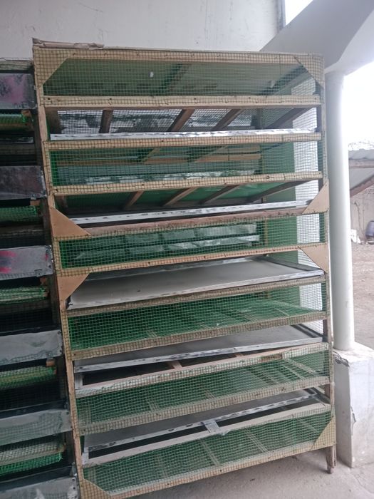 Qafas bedana boqish uchun