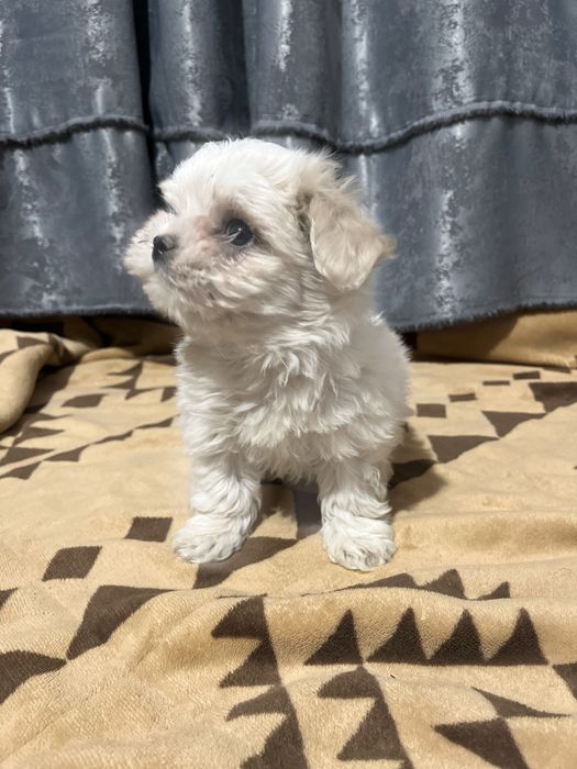 Pui de Bichon maltez