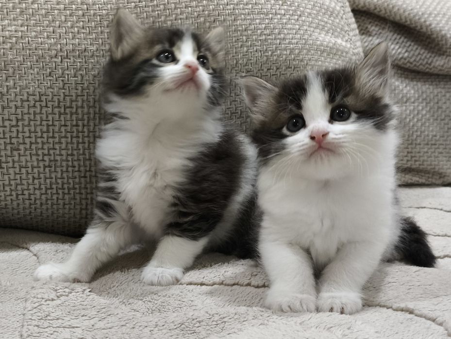 В добрые руки, 2 девочки и 2 мальчика