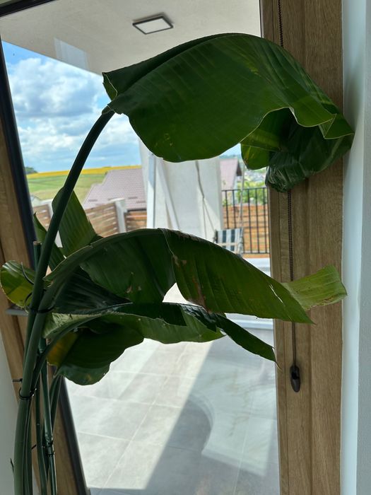 Planta Strelitzia 1.70m