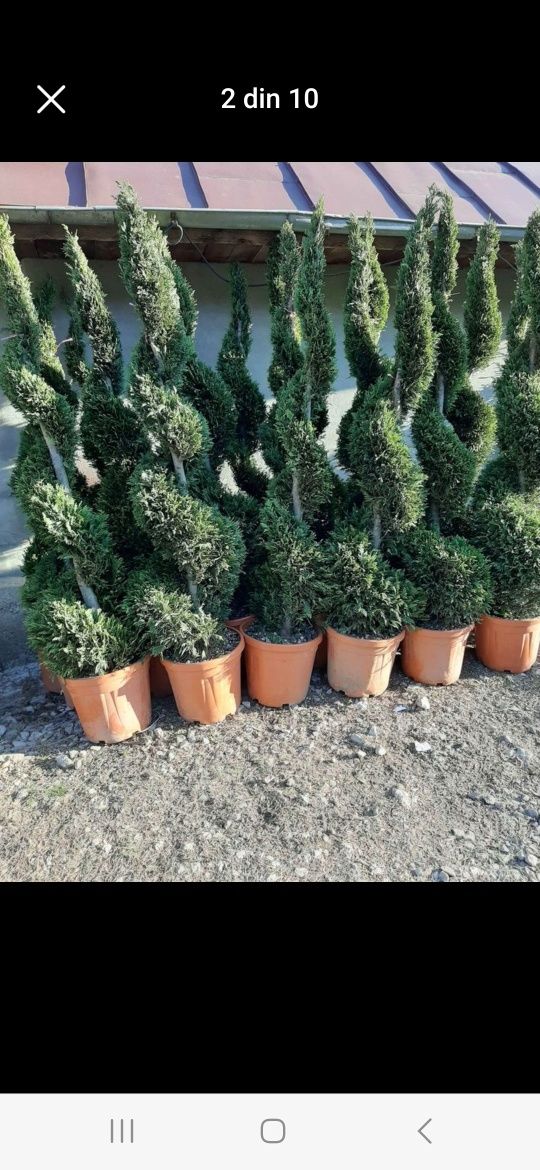 Plante ornamentale
- tuia smaragd ( 1,2m -