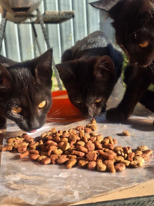 Отдаём котят в добрые руки!