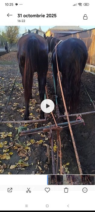 Murga buna de ham  de vânzare