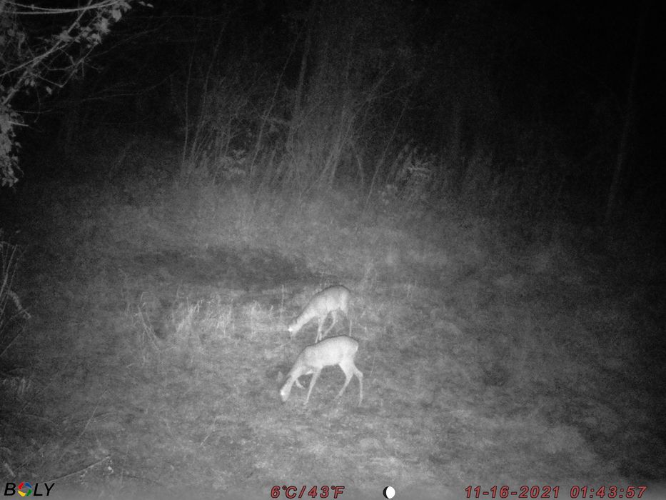 Bg710 MFP 4G Forest Camera Vanatoare 24Mp