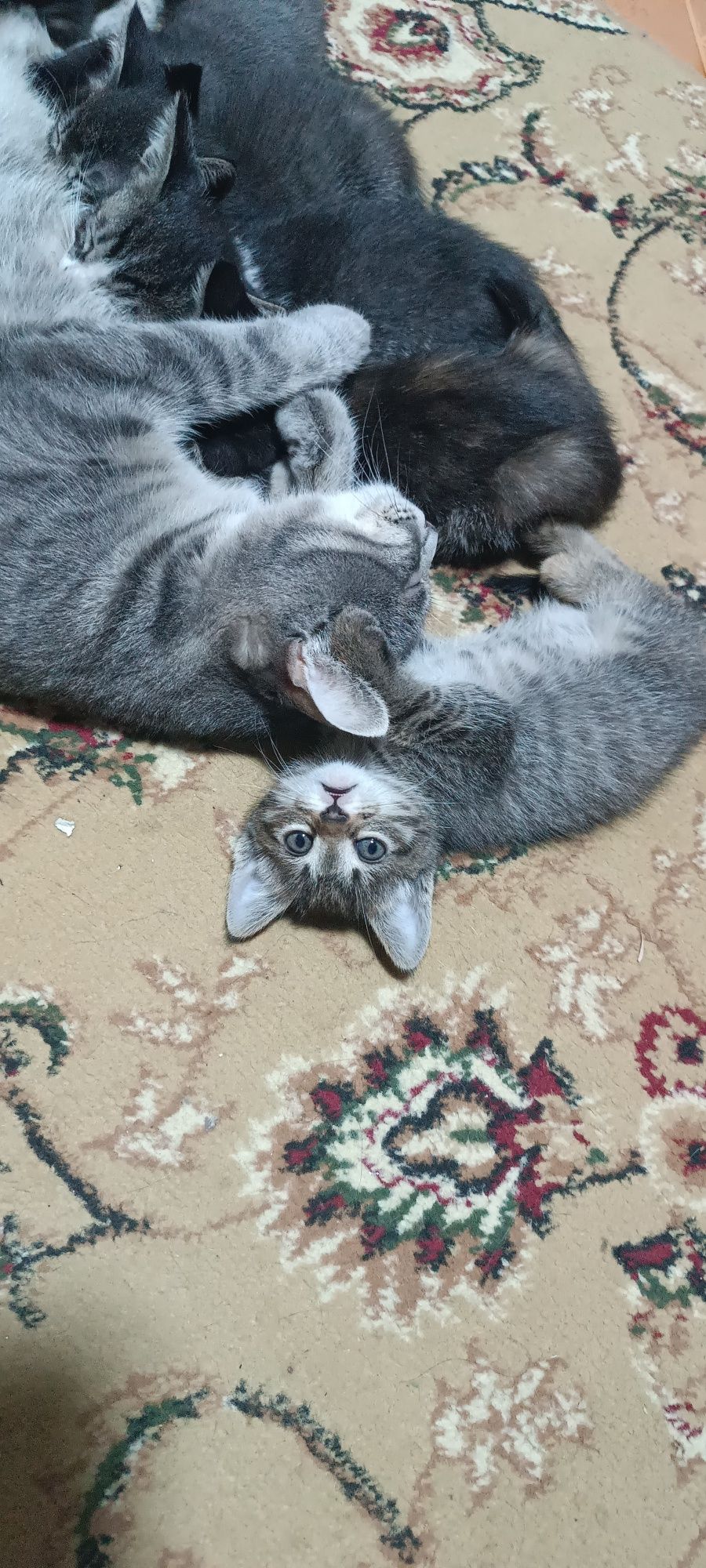 Mushuk bolalari yaxshi qo'llarga beriladi