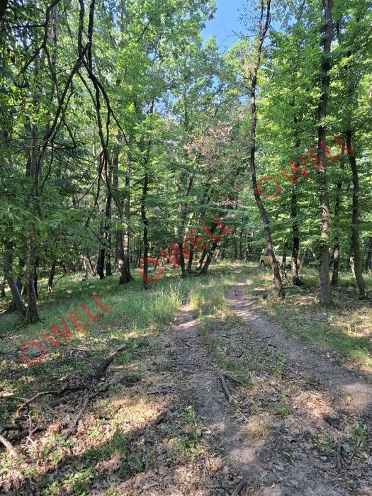 De vânzare: pădure mixtă de foioase, 7 ha, lângă Gogani