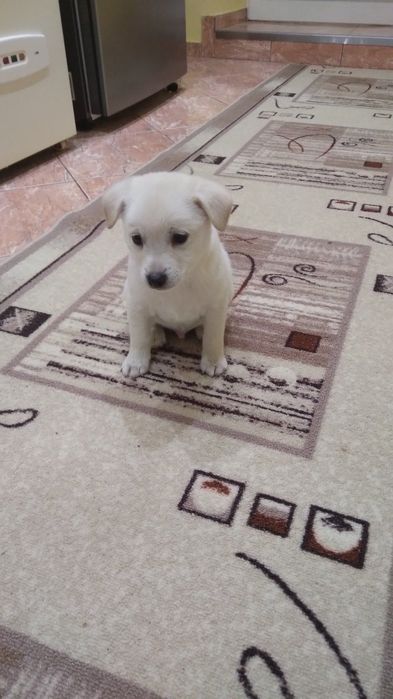 Бели пинчери на два месеца