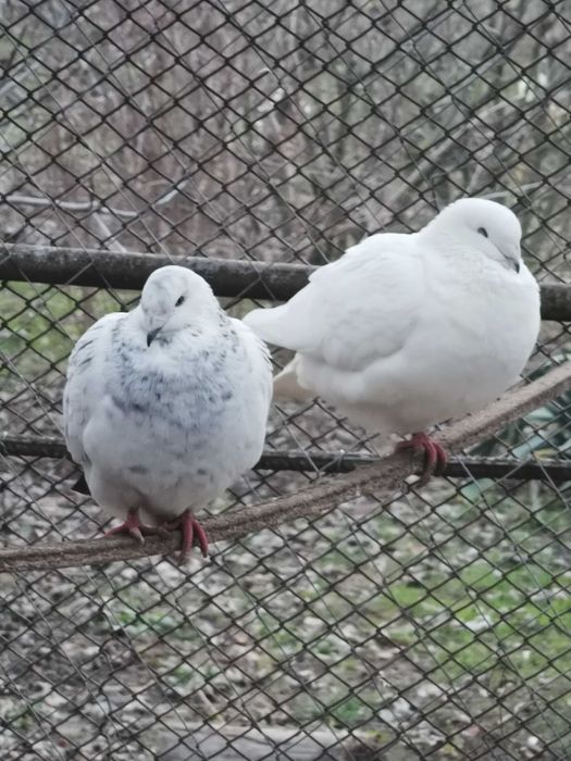 Porumbei voiajori standard și cocoși brahma de vânzare