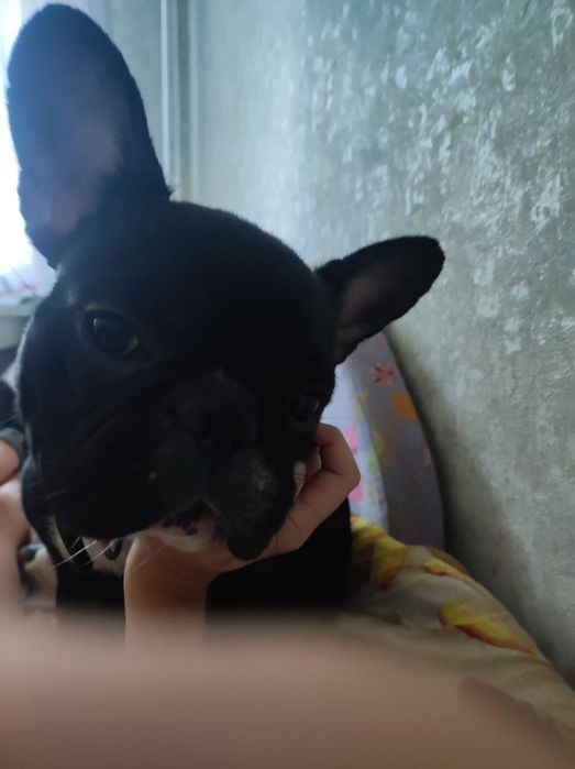 Отдам французского бульдога