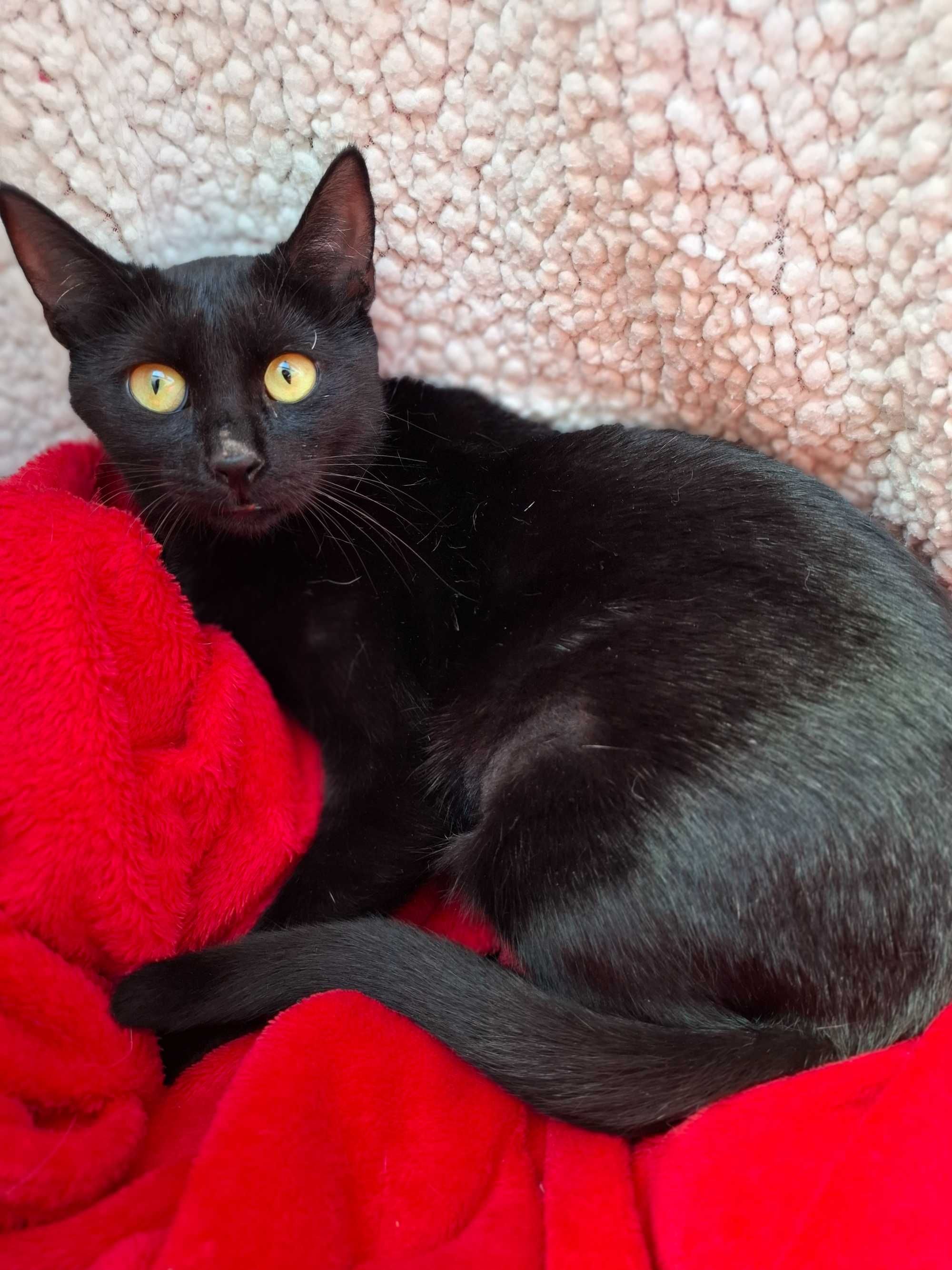 Adoptie pisica castrata neagra Hurem