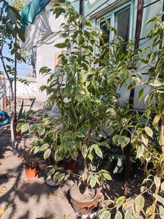 Фикусы Бенжамина