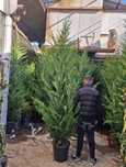 Leylandii 2.3m - 2.5m/ calitate premium/ la cel mai mic preț