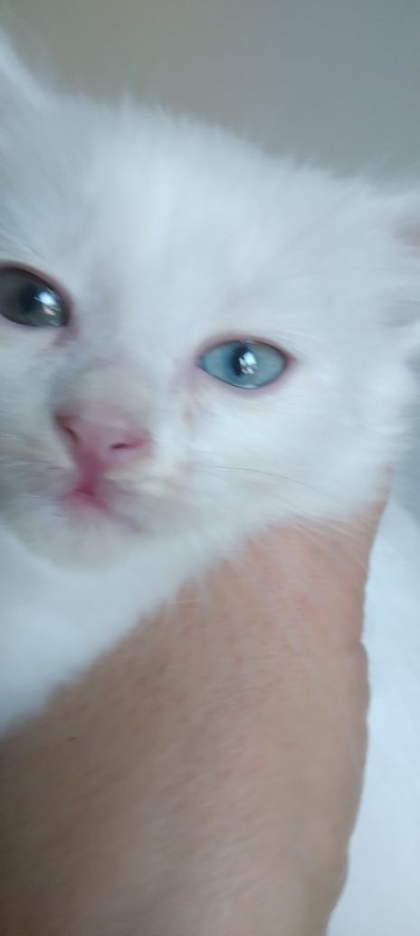 Продаются котста.sotiilaqi muhukshalar